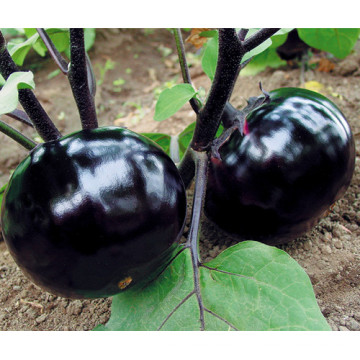 HE08 Zunbei ronde graines d&#39;aubergines hybrides noires